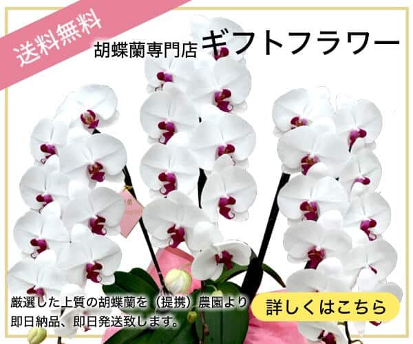 ブランド胡蝶蘭勢揃い【胡蝶蘭専門店ギフトフラワー】